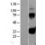 Western Blot: Kallikrein 1 Lysate [NBL1-12343] - Western Blot experiments. Left-Control; Right -Over-expression Lysate for KLK1.